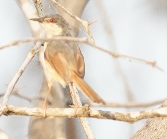 Ashy Prinia - ML642215893