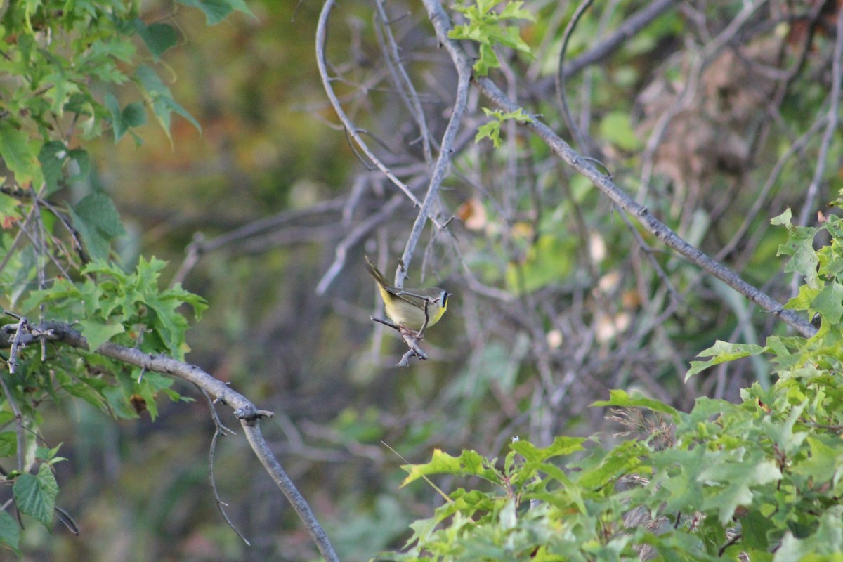 Common Yellowthroat - ML642215894