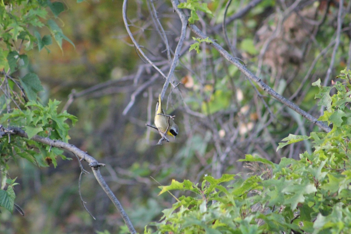 Common Yellowthroat - ML642215895