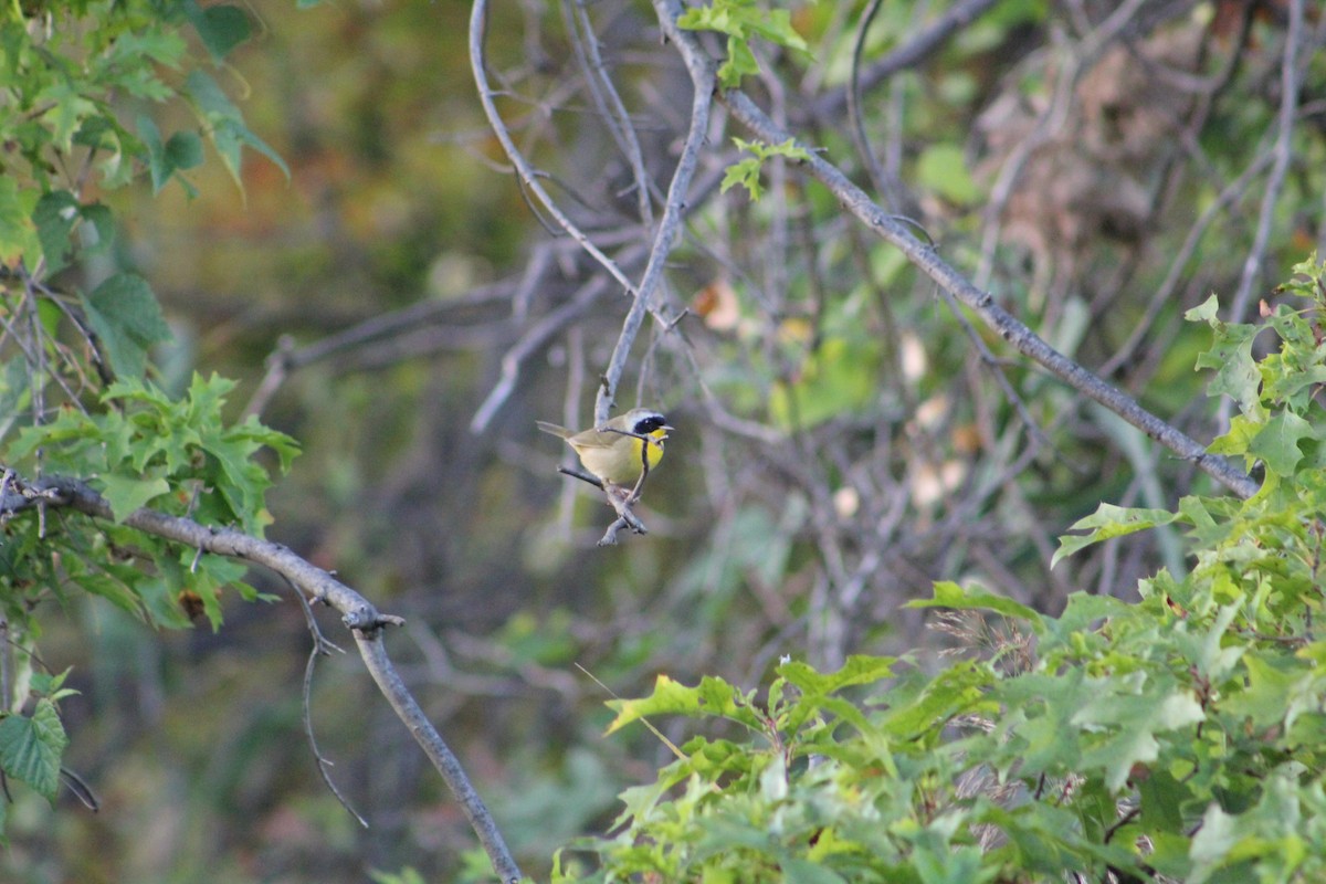 Common Yellowthroat - ML642215896