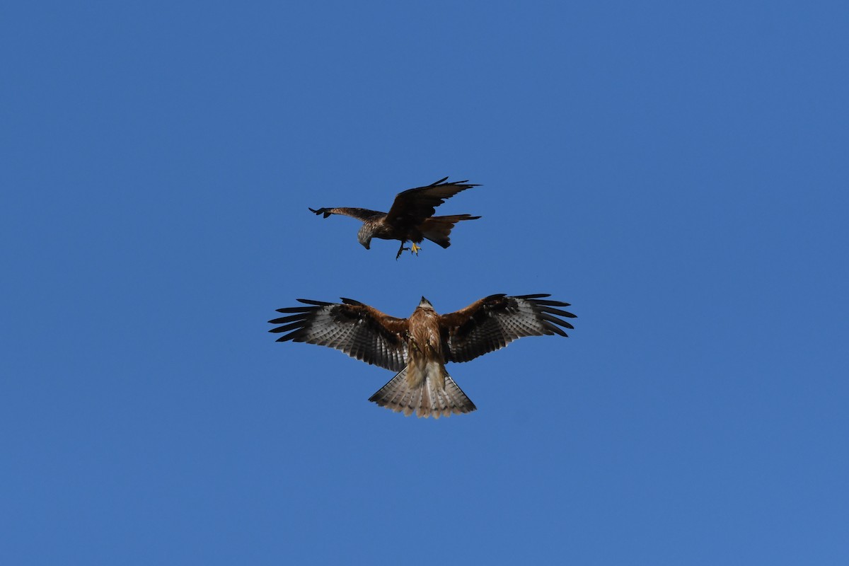 Red Kite - ML642215897