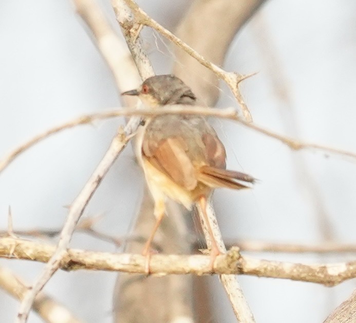 Ashy Prinia - ML642215898