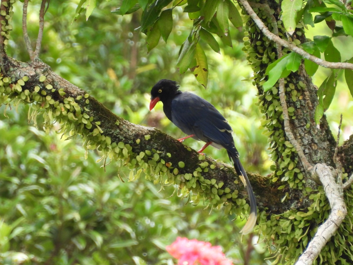 Taiwan Blue-Magpie - ML642215908