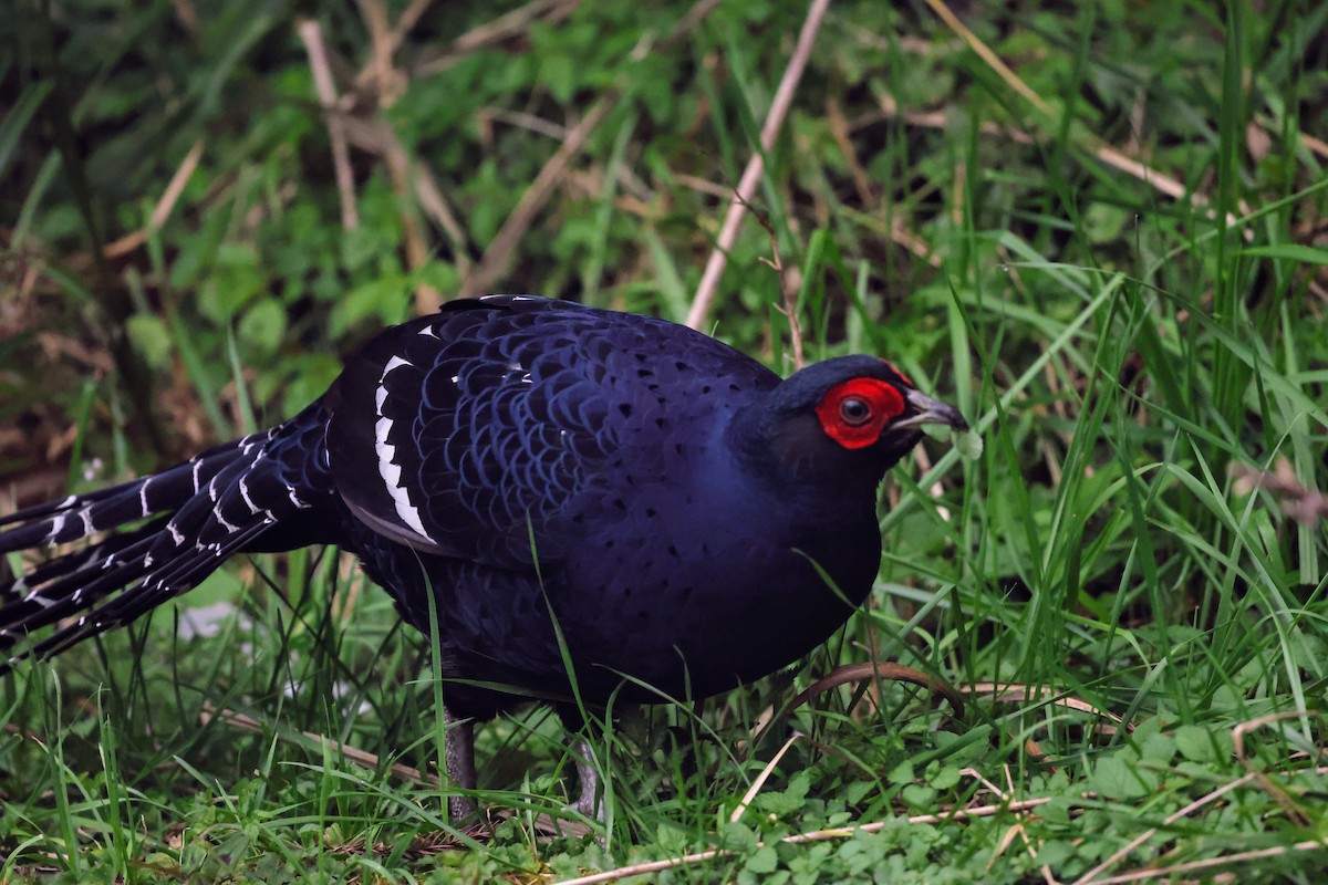 Mikado Pheasant - ML642215909