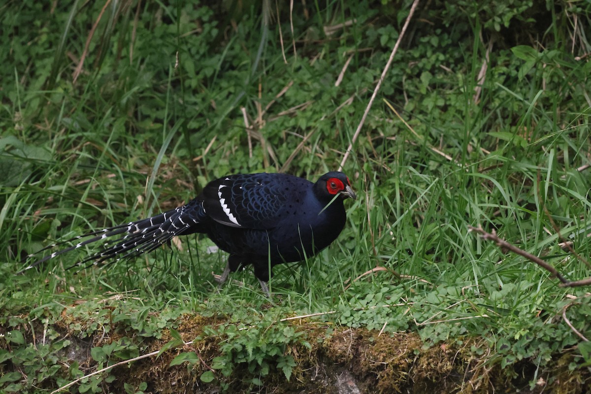 Mikado Pheasant - ML642215911