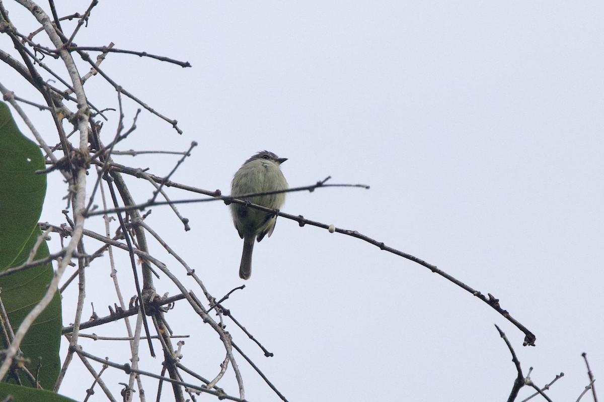 Guianan Tyrannulet - ML642215912