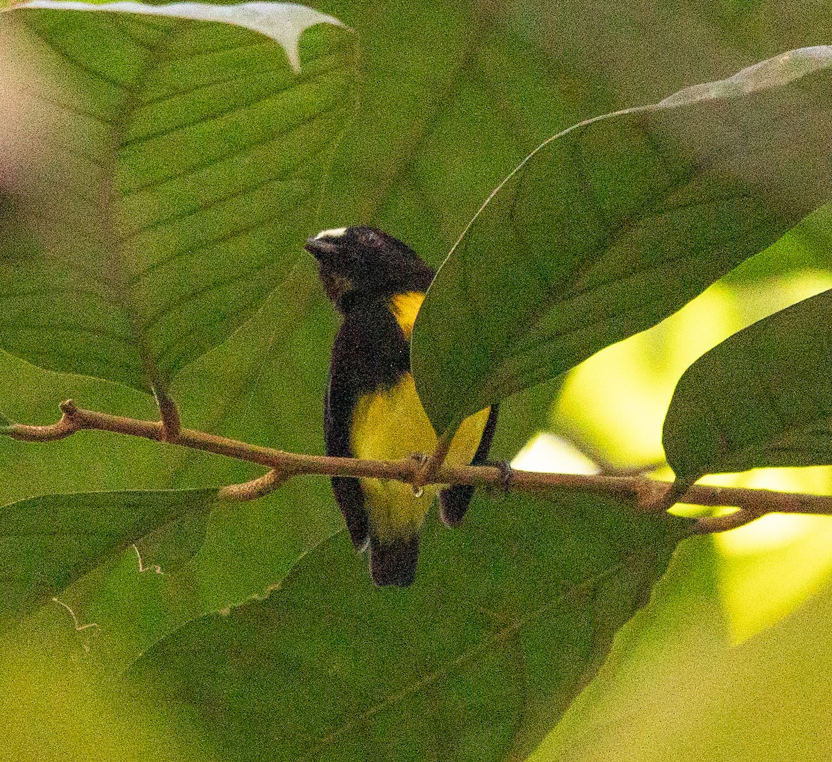 White-fronted Manakin - ML642215913