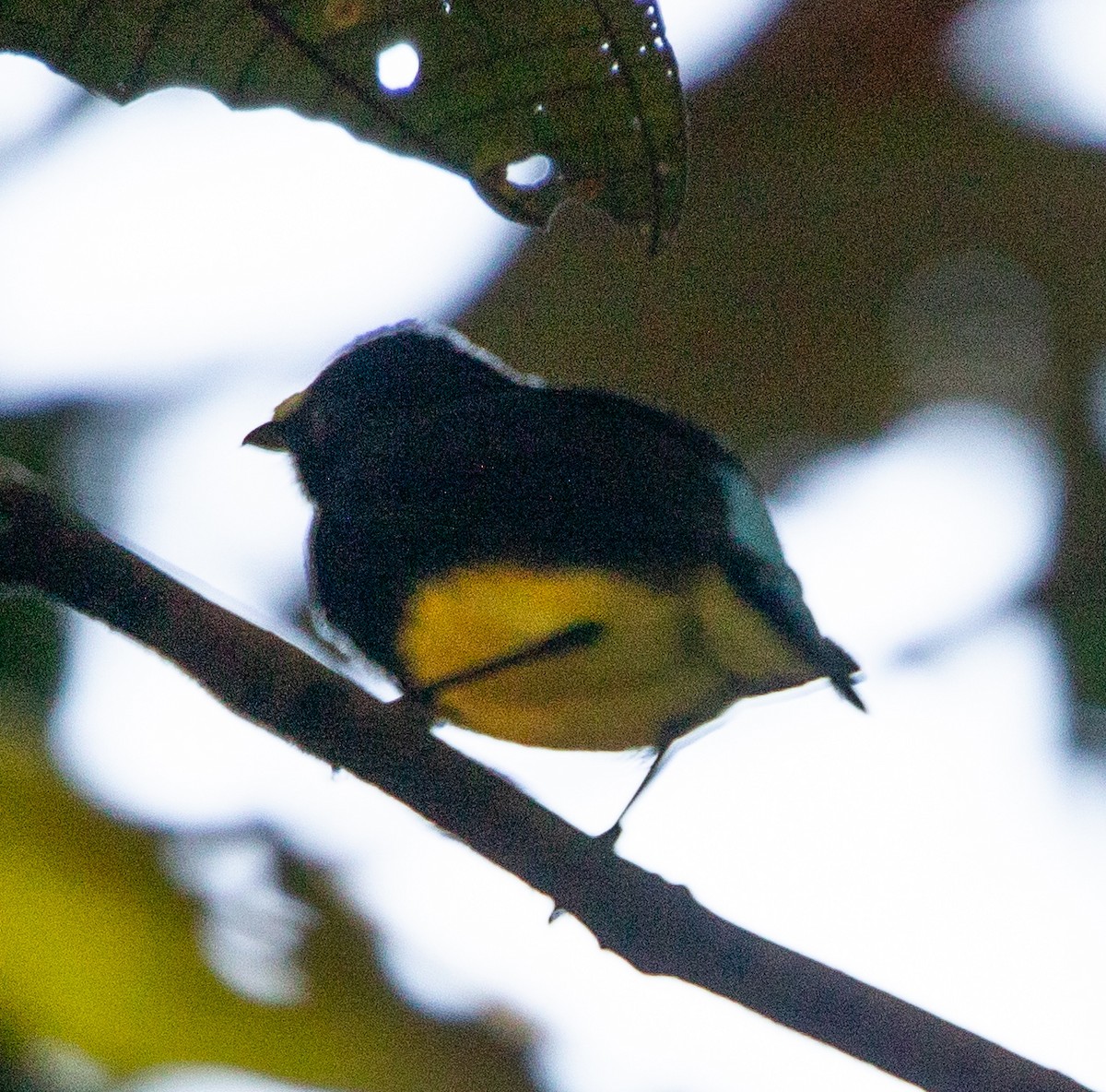 White-fronted Manakin - ML642215914