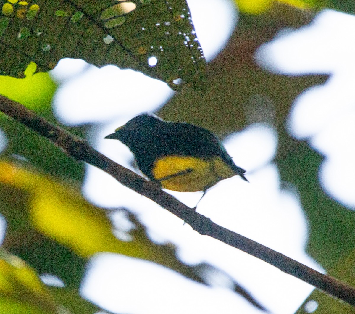 White-fronted Manakin - ML642215915