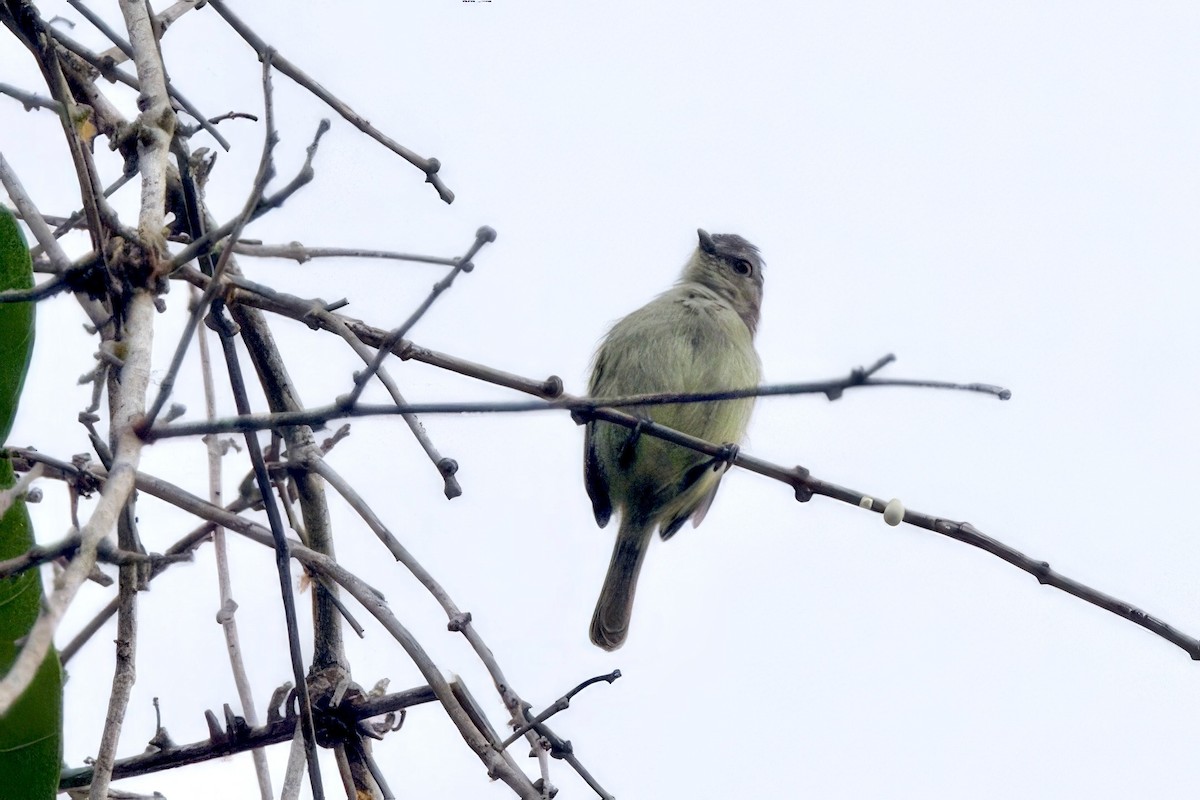 Guianan Tyrannulet - ML642215916