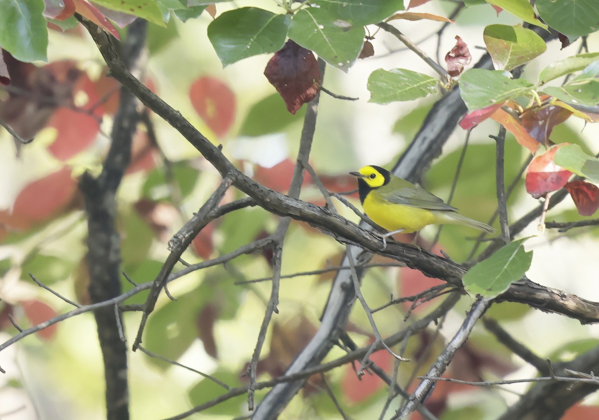 lesňáček kápový - ML642215927