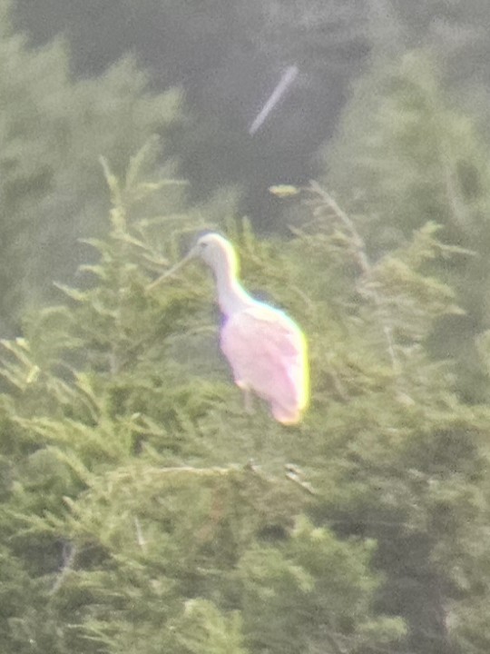 Roseate Spoonbill - ML642215934