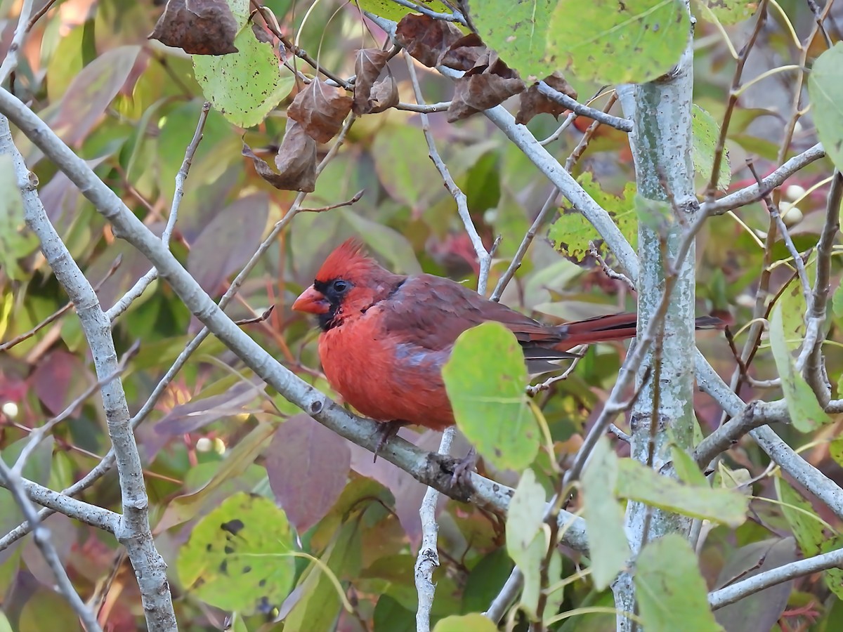 Northern Cardinal - ML642215935