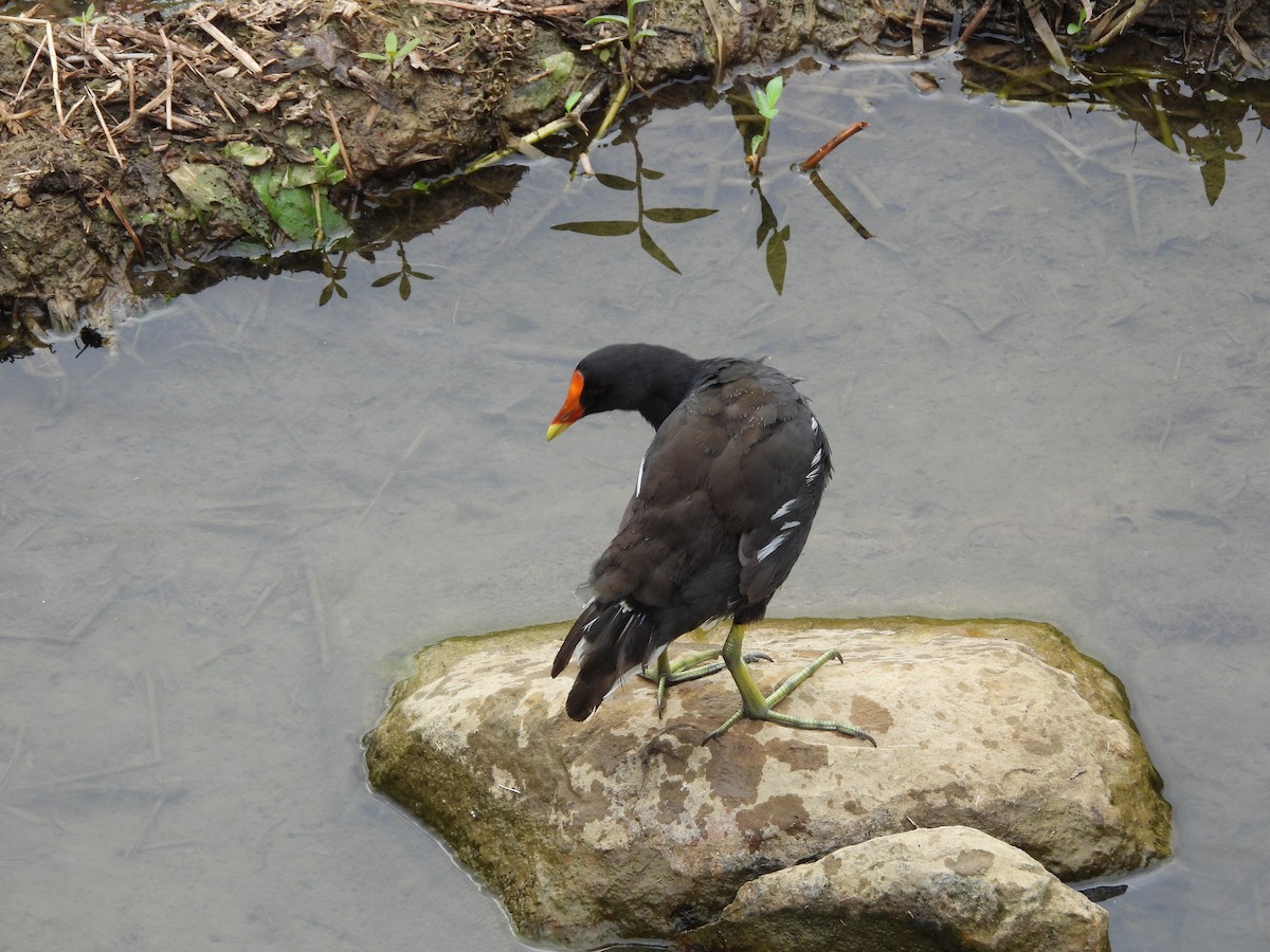 Gallinule poule-d'eau - ML642215938
