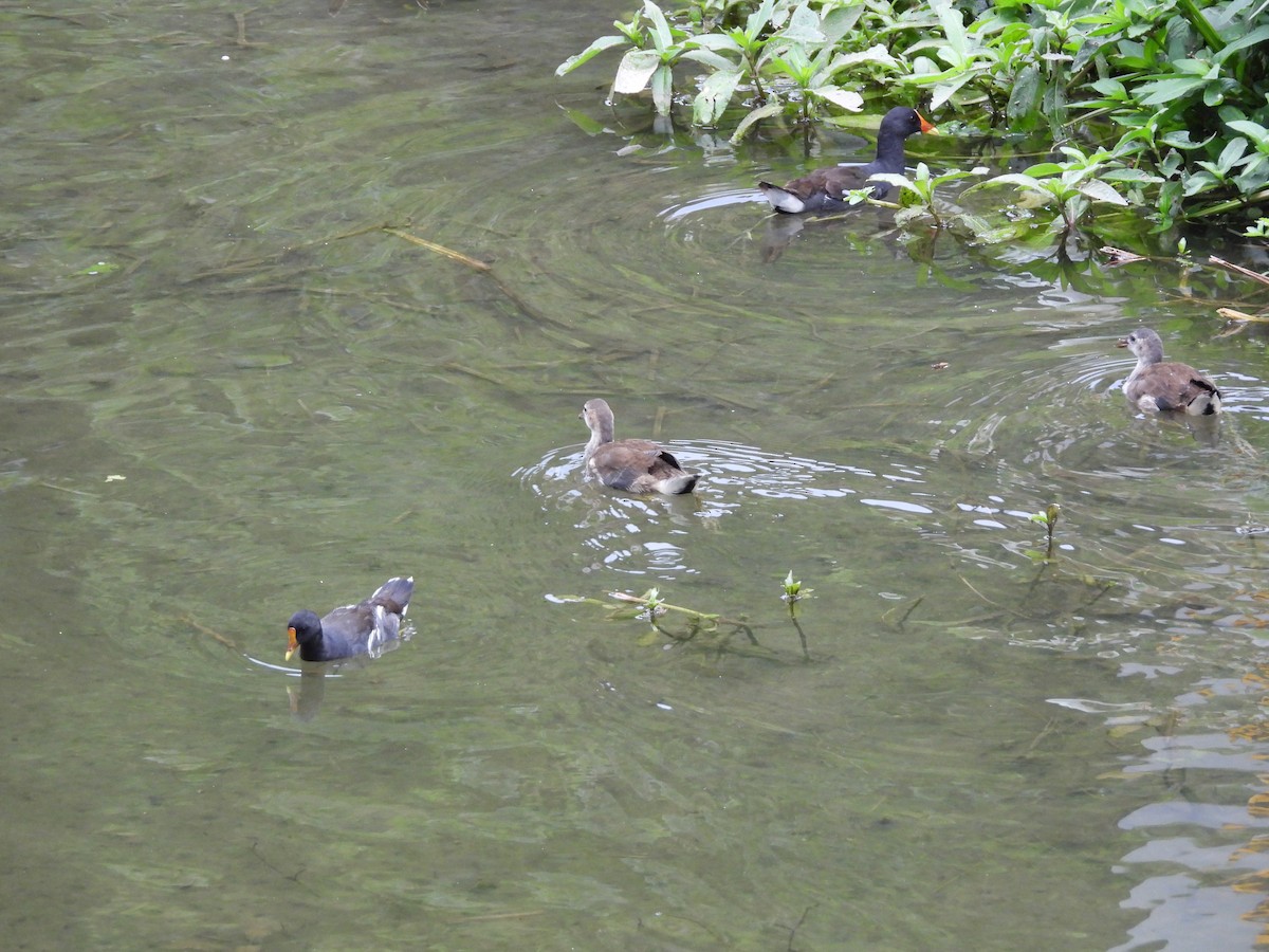 Gallinule poule-d'eau - ML642215939