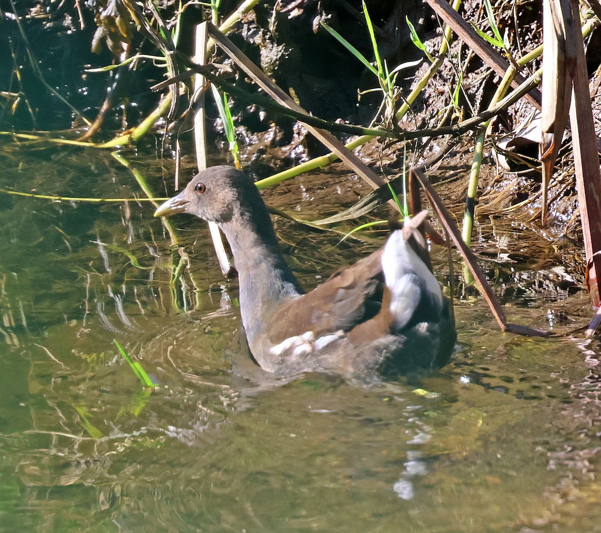 Gallinule poule-d'eau - ML642215963