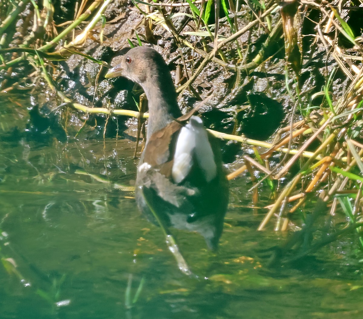 Gallinule poule-d'eau - ML642215964