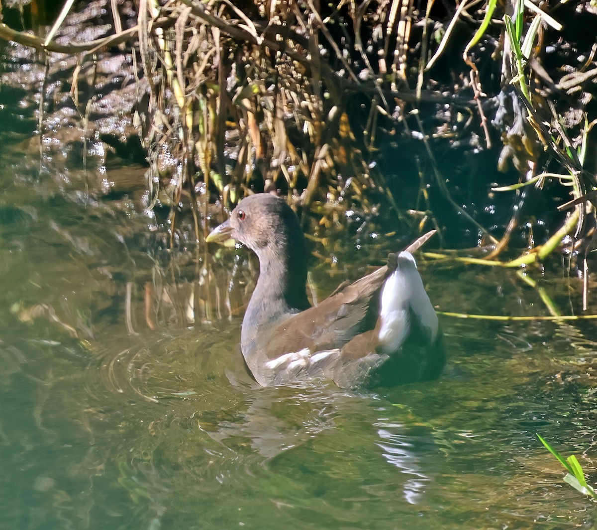 Gallinule poule-d'eau - ML642215965
