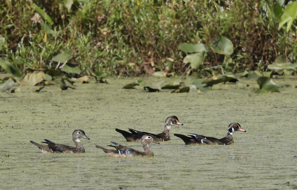 kachnička karolínská - ML642215987