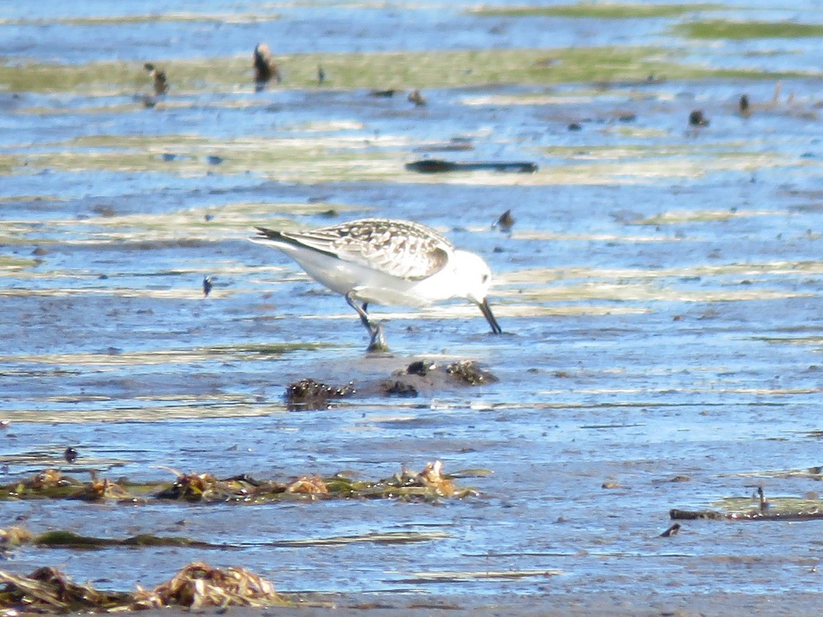 Sanderling - ML642215992