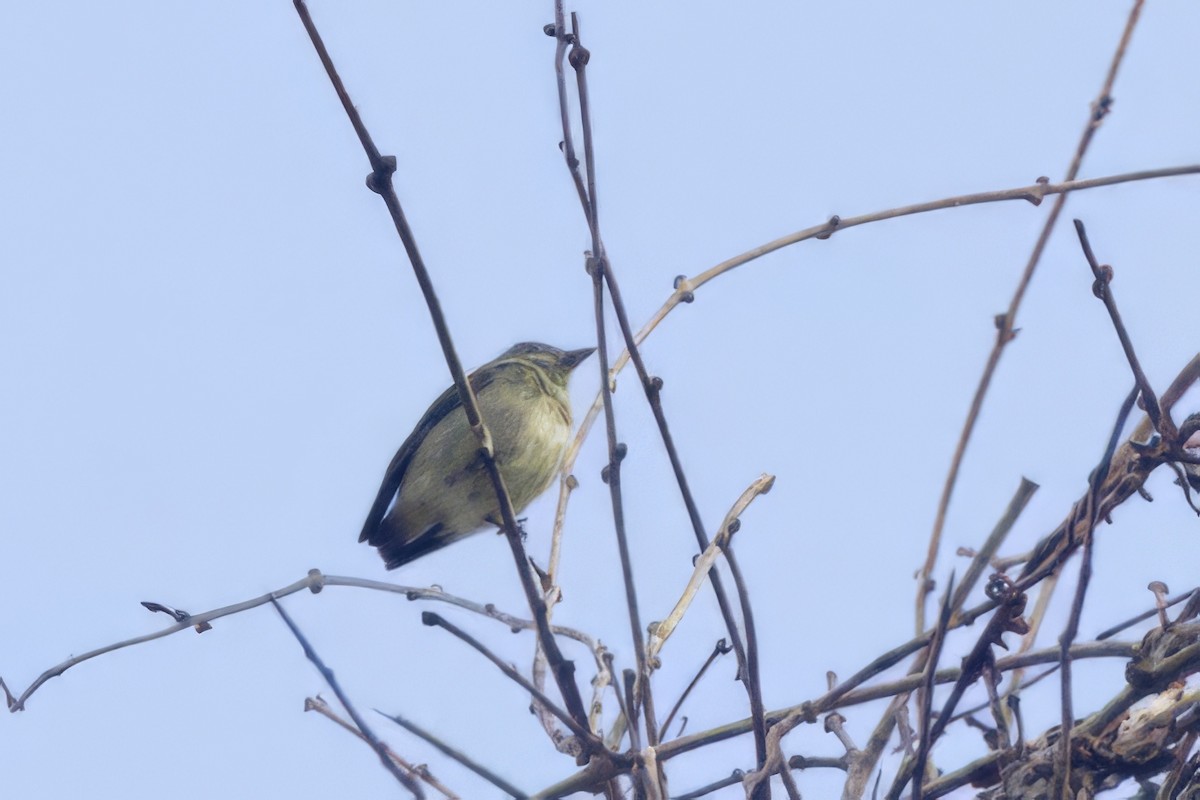 Tiny Tyrant-Manakin - ML642216035