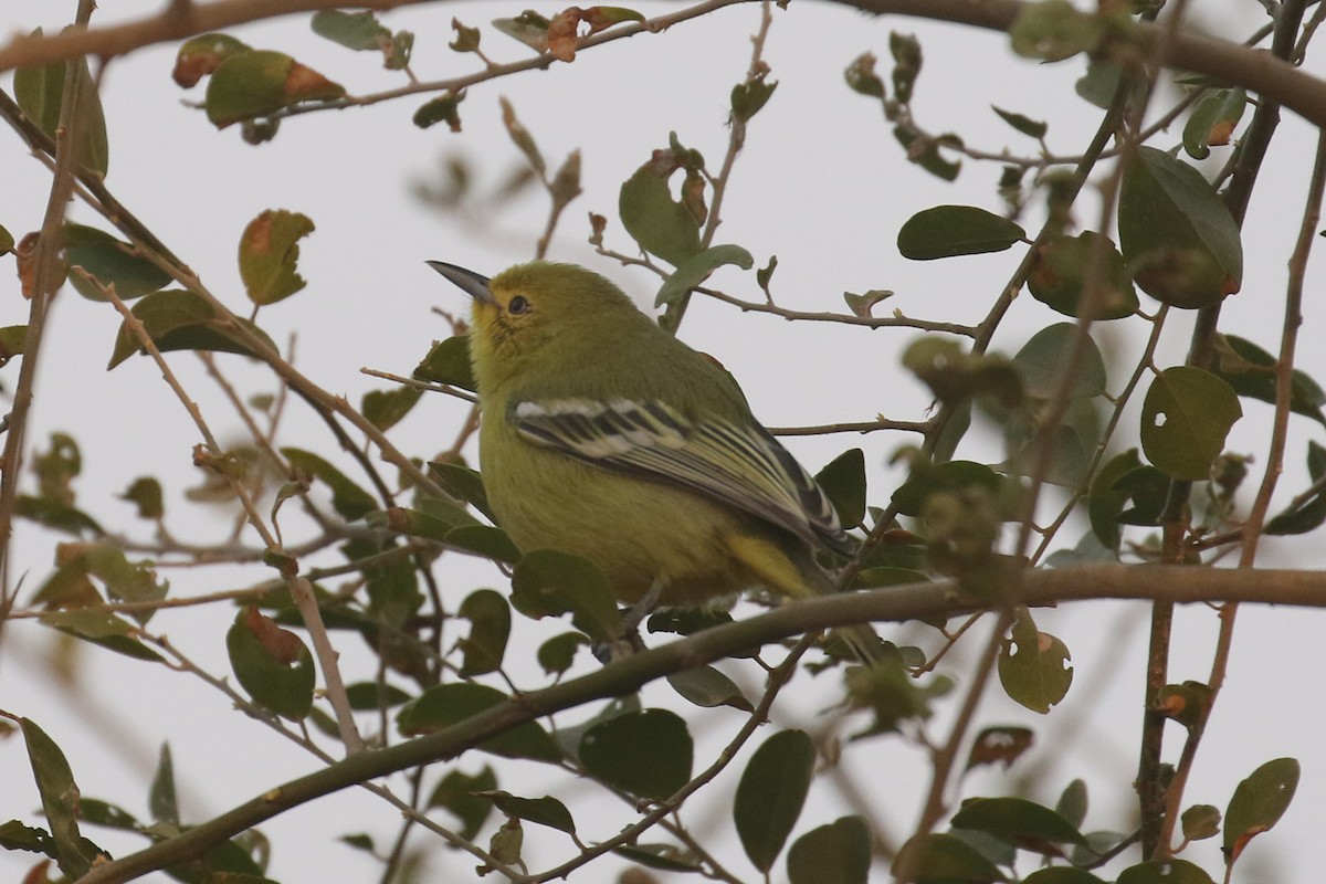 Petit Iora - ML642216053