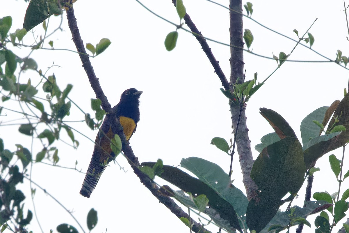 Guianan Trogon - ML642216055