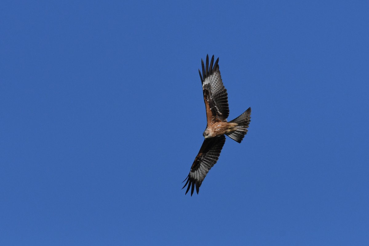 Red Kite - ML642216108