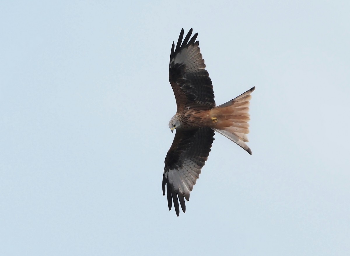 Red Kite - ML642216147