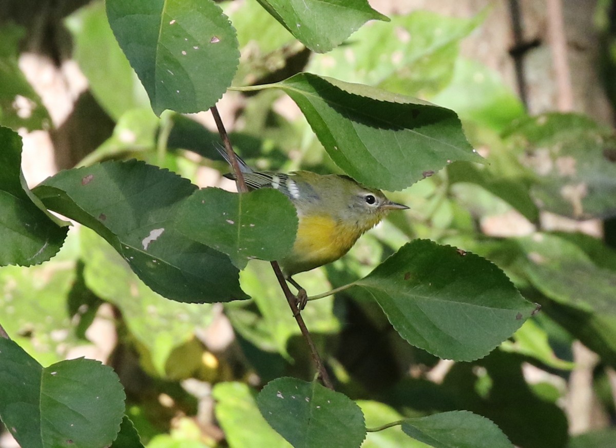 Northern Parula - ML642216178