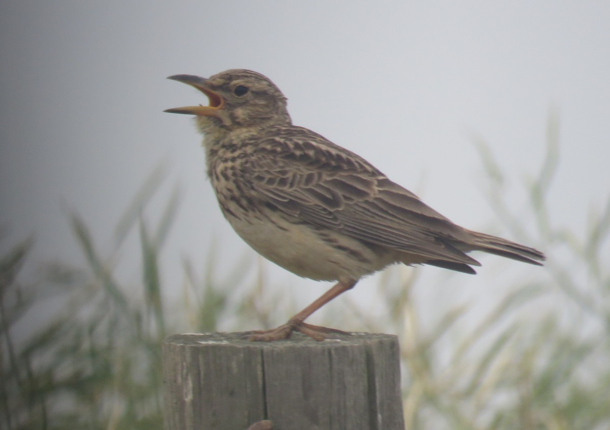 Large-billed Lark - ML642216220