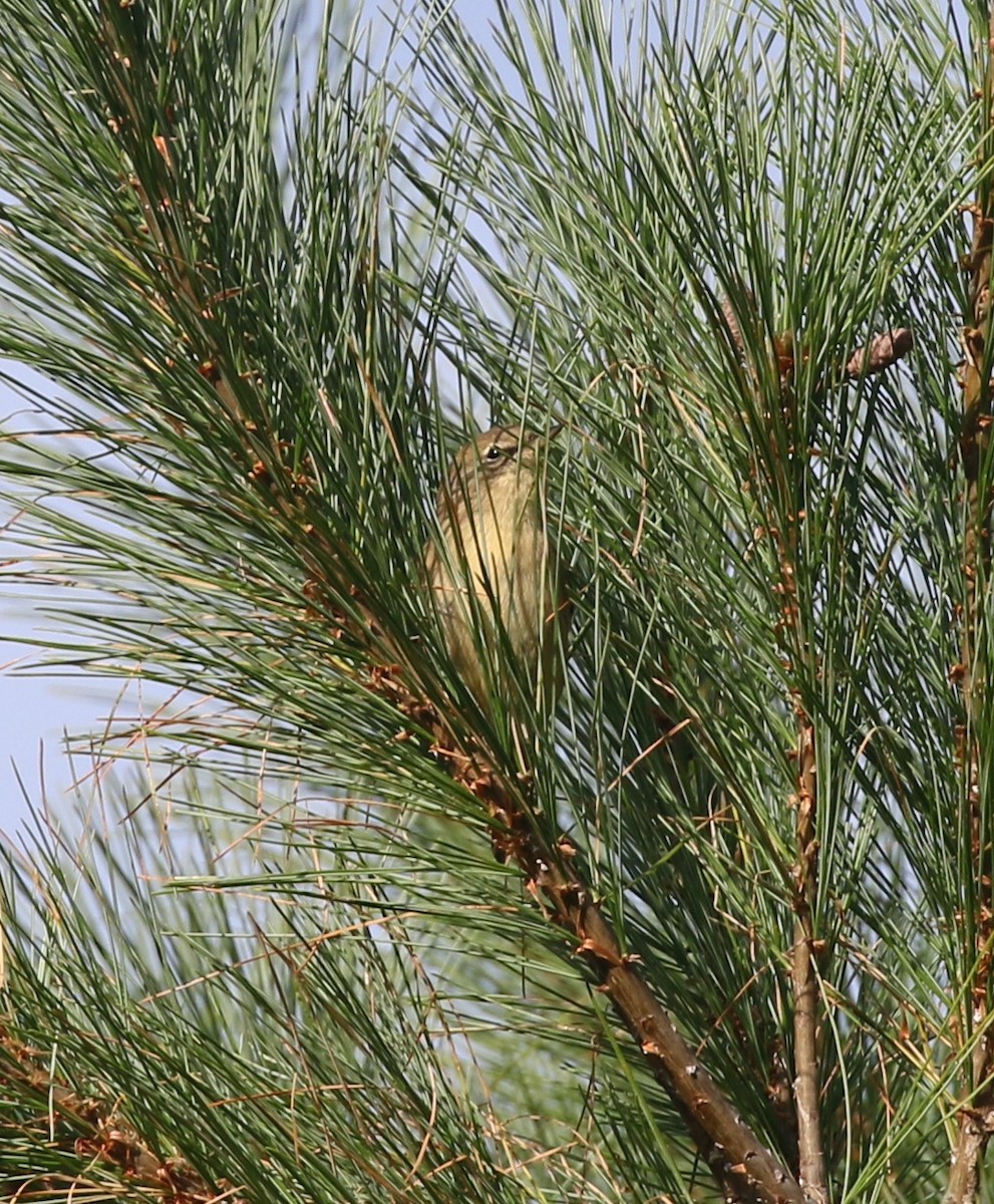 Pine Warbler - ML642216228