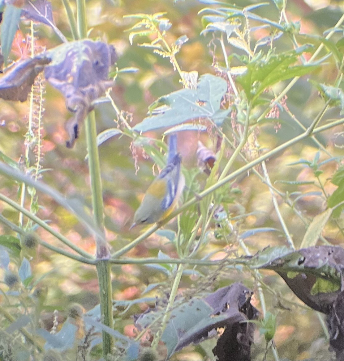 Northern Parula - ML642216241
