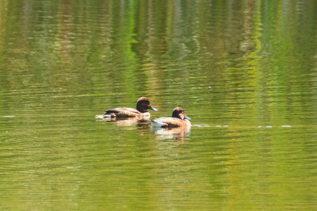 Ferruginous Duck - ML642216243