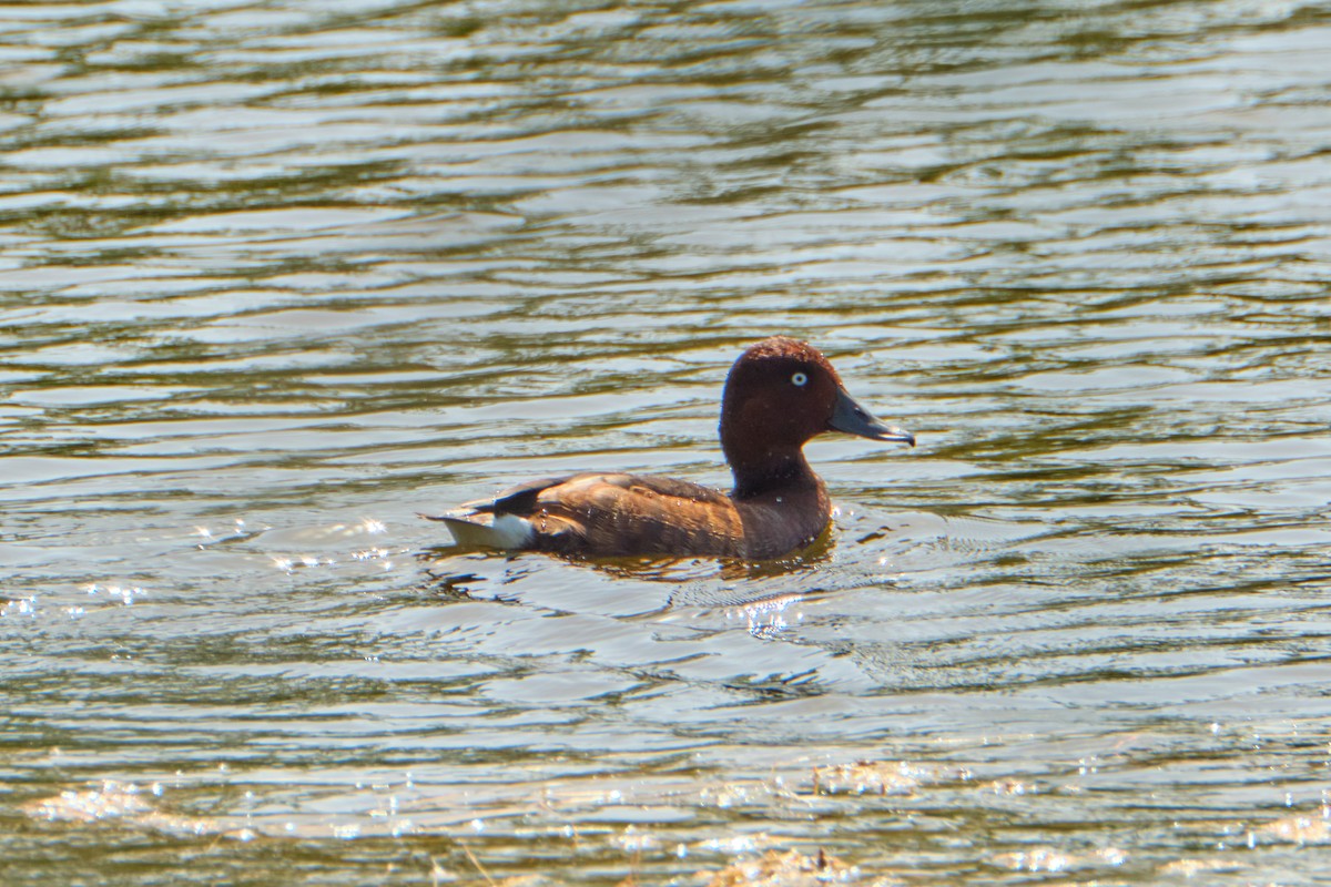 Ferruginous Duck - ML642216244