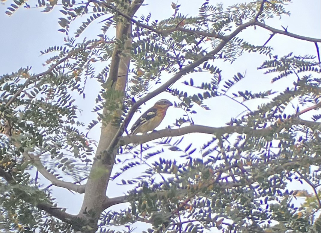 Rose-breasted Grosbeak - ML642216250