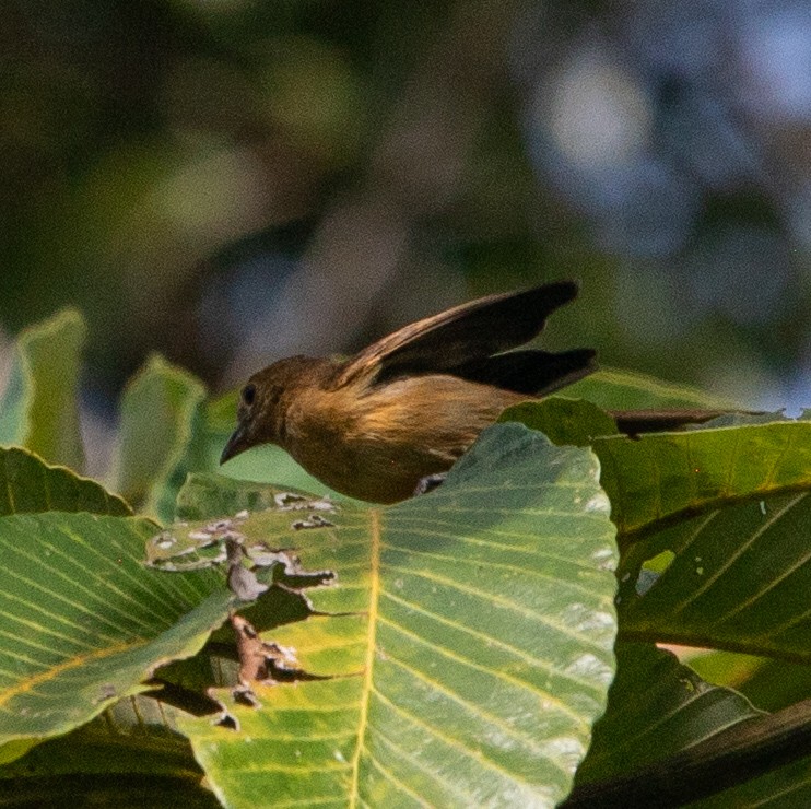 Flame-crested Tanager - ML642216284