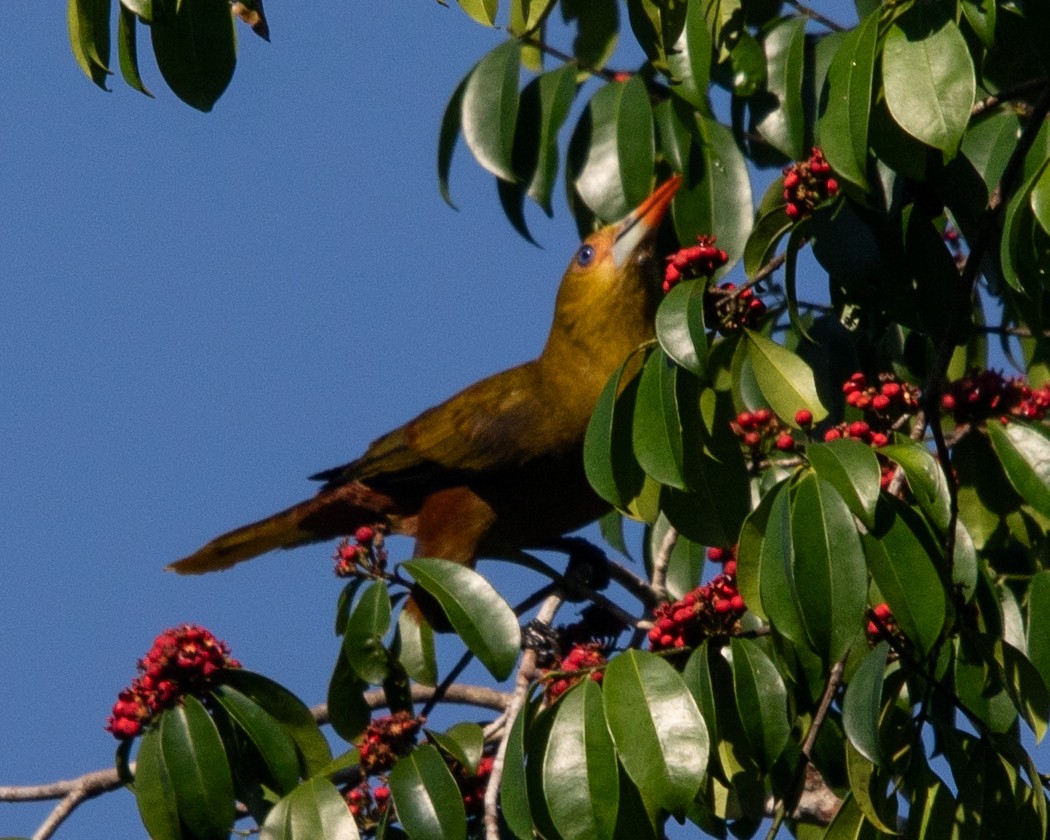 Green Oropendola - ML642216309