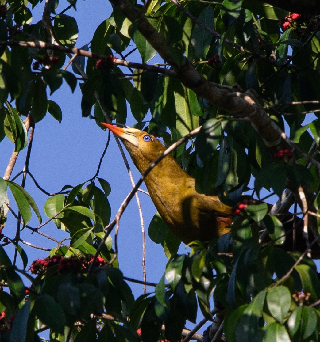 Green Oropendola - ML642216311