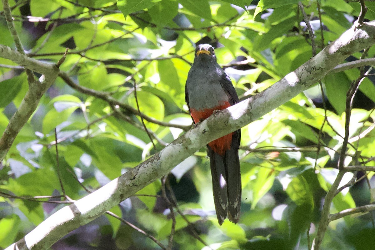 svarthaletrogon - ML642216331