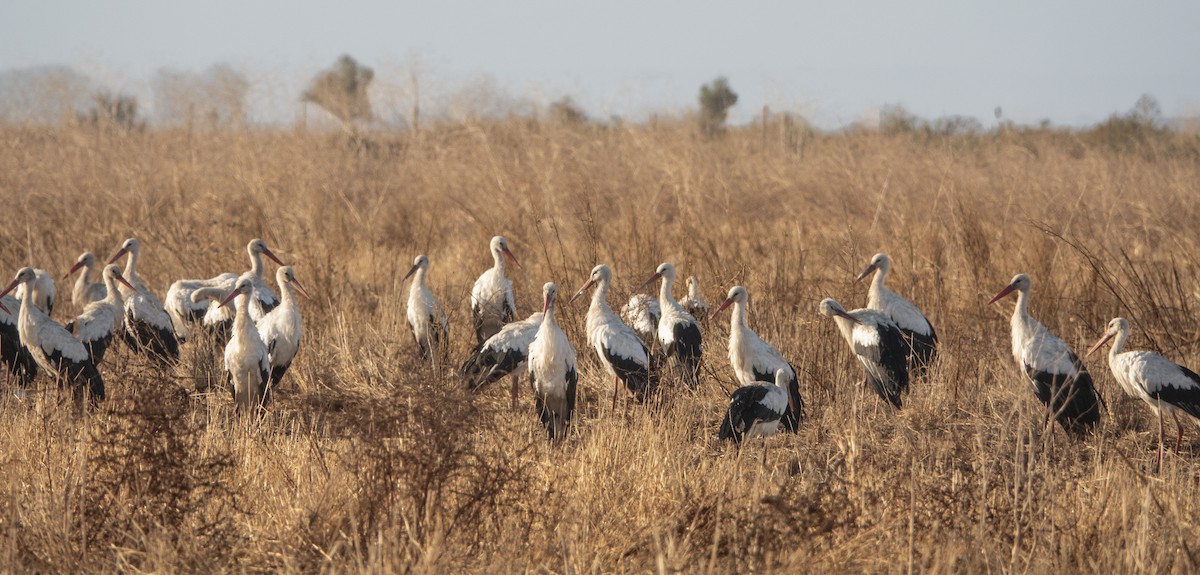 stork - ML642216332