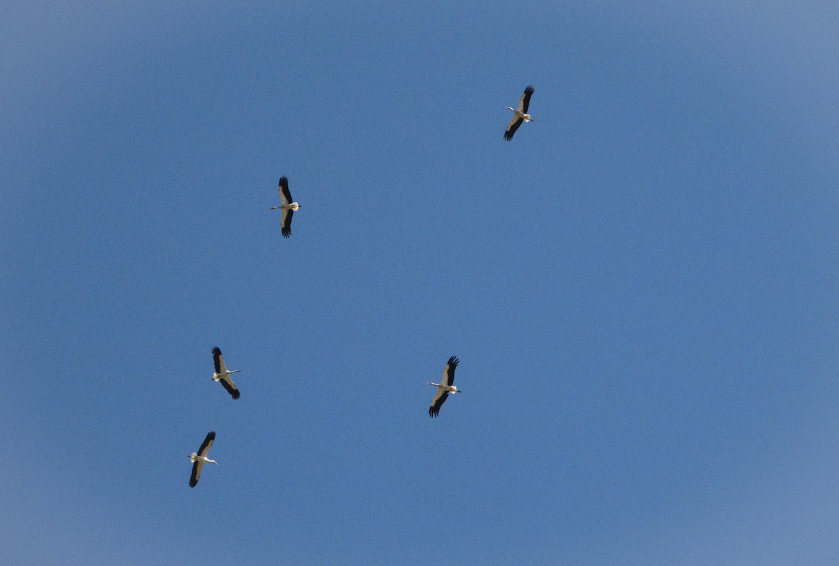 stork - ML642216333
