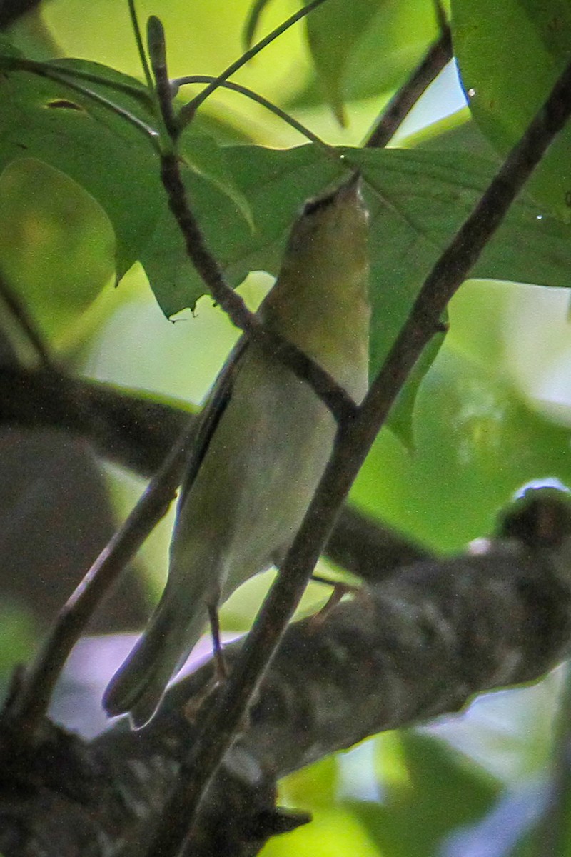 møllparula - ML642216335