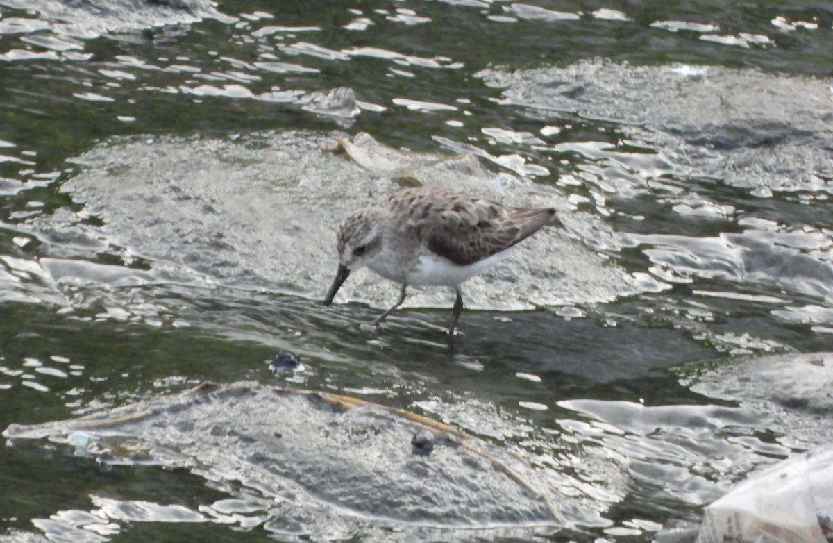 sandsnipe - ML642216336