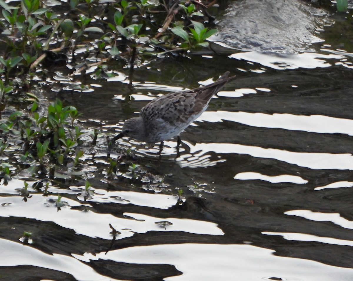 bonapartesnipe - ML642216337