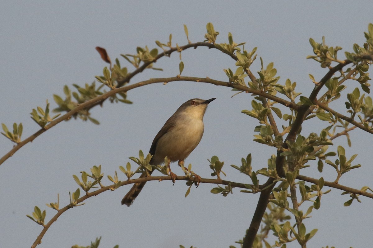 Prinia simple - ML642216341