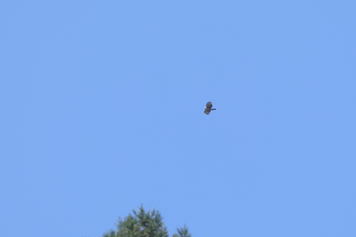 Mountain Hawk-Eagle - ML642216361