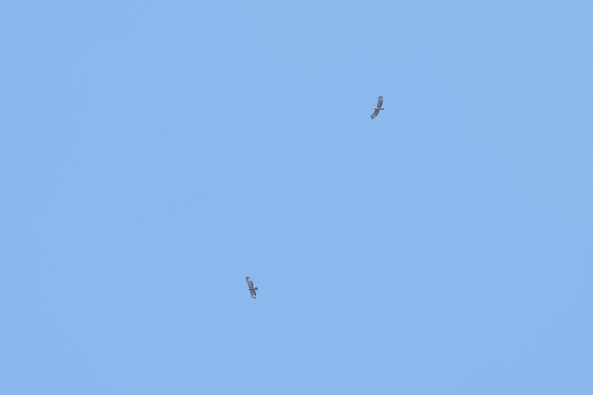 Mountain Hawk-Eagle - ML642216362