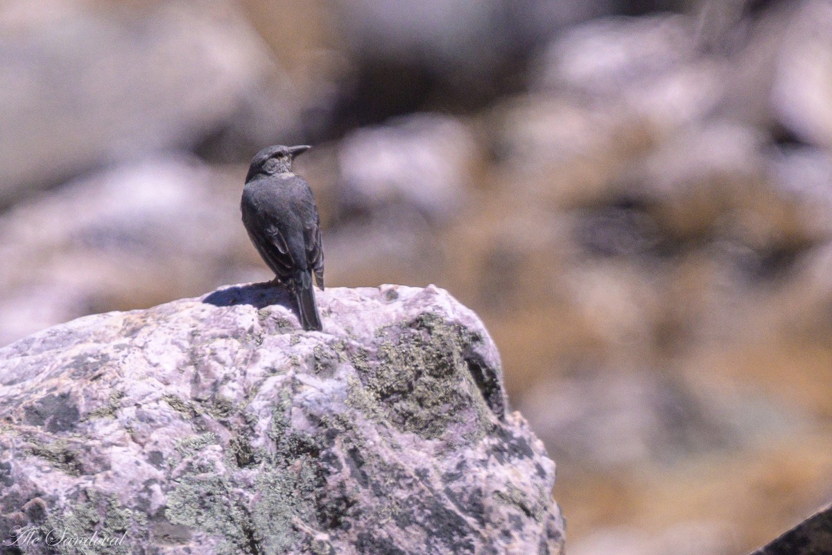 Boulder Finch - ML642216396