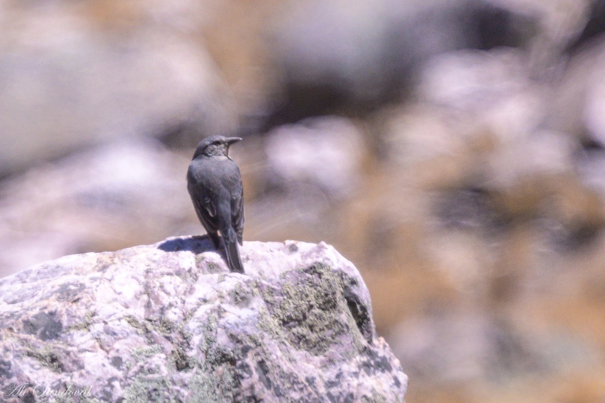 Boulder Finch - ML642216397